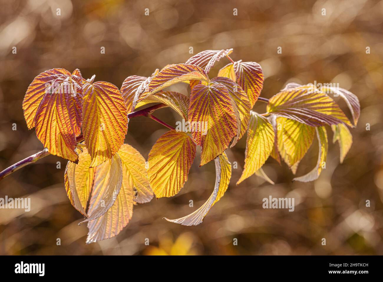 mûre de rubis (Rubus fruticosus), feuilles d'autum en contre-jour, Allemagne, Bavière Banque D'Images