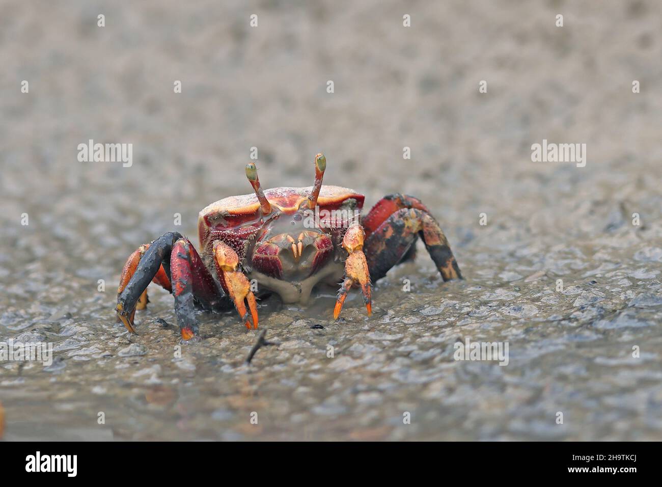 Crabe fiddler marocain, crabe fiddler européen (Uca tangeri), femelle marchant sur la rive, vue de face, Espagne, Andalousie, Sanlucar de Barrameda Banque D'Images