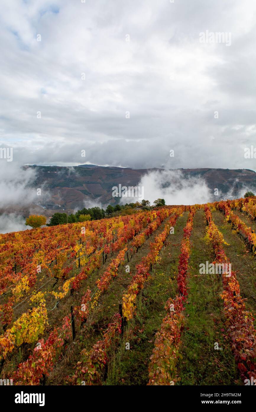 Paysage d'automne coloré de la plus ancienne région viticole du monde dans la vallée du Douro au Portugal, différentes variétés de vignes plantées sur des vignobles en terrasse, pr Banque D'Images