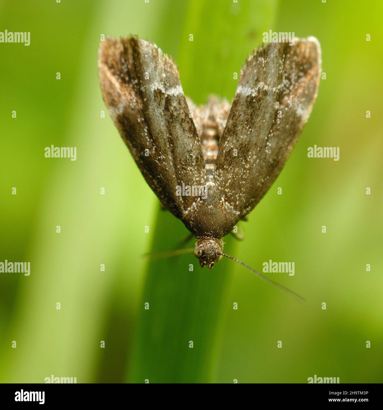 Micro Moth Banque D'Images