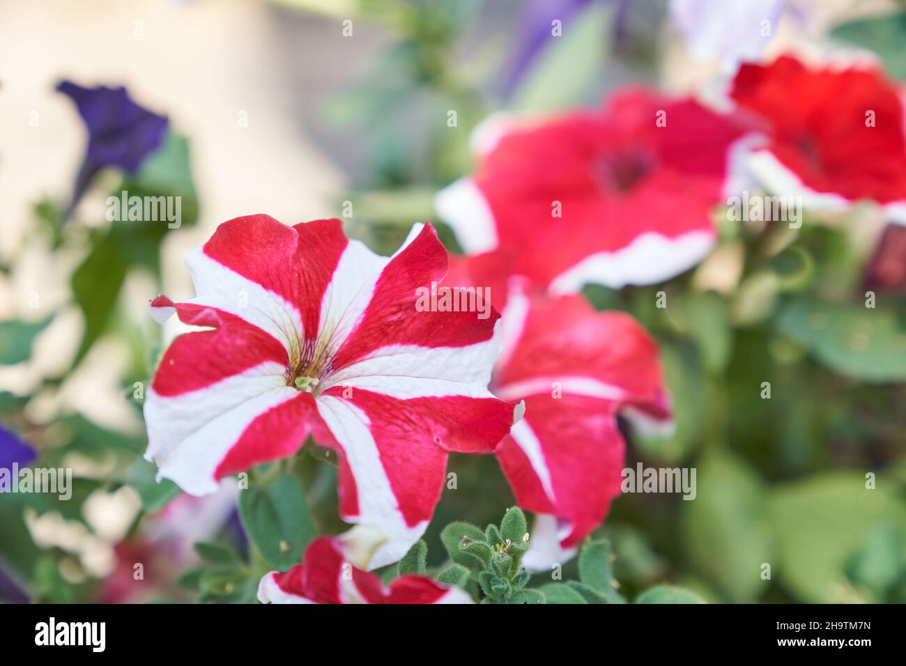 Beau jardin pétunia fleurs, rouge rayé dans la nature macro.Espace pour la copie.Une image artistique aérée.Photo de haute qualité Banque D'Images