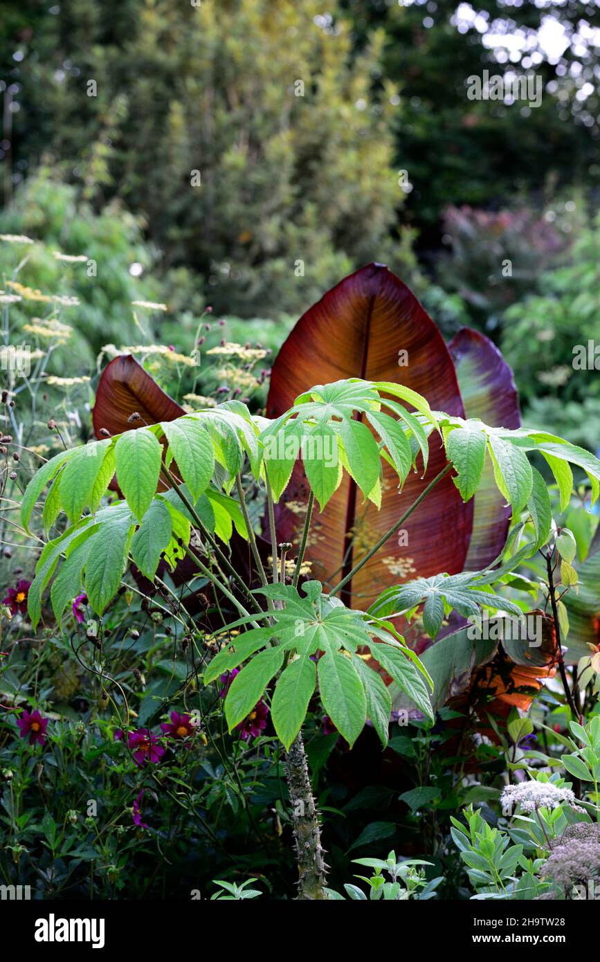 Brassiopsis mitis,Araliaceae,feuilles,vertes,feuillage,tropical,exotique,plante,Ensete ventricosum Maurelii,banane éthiopienne,banane abyssinienne,banane rouge,mus Banque D'Images