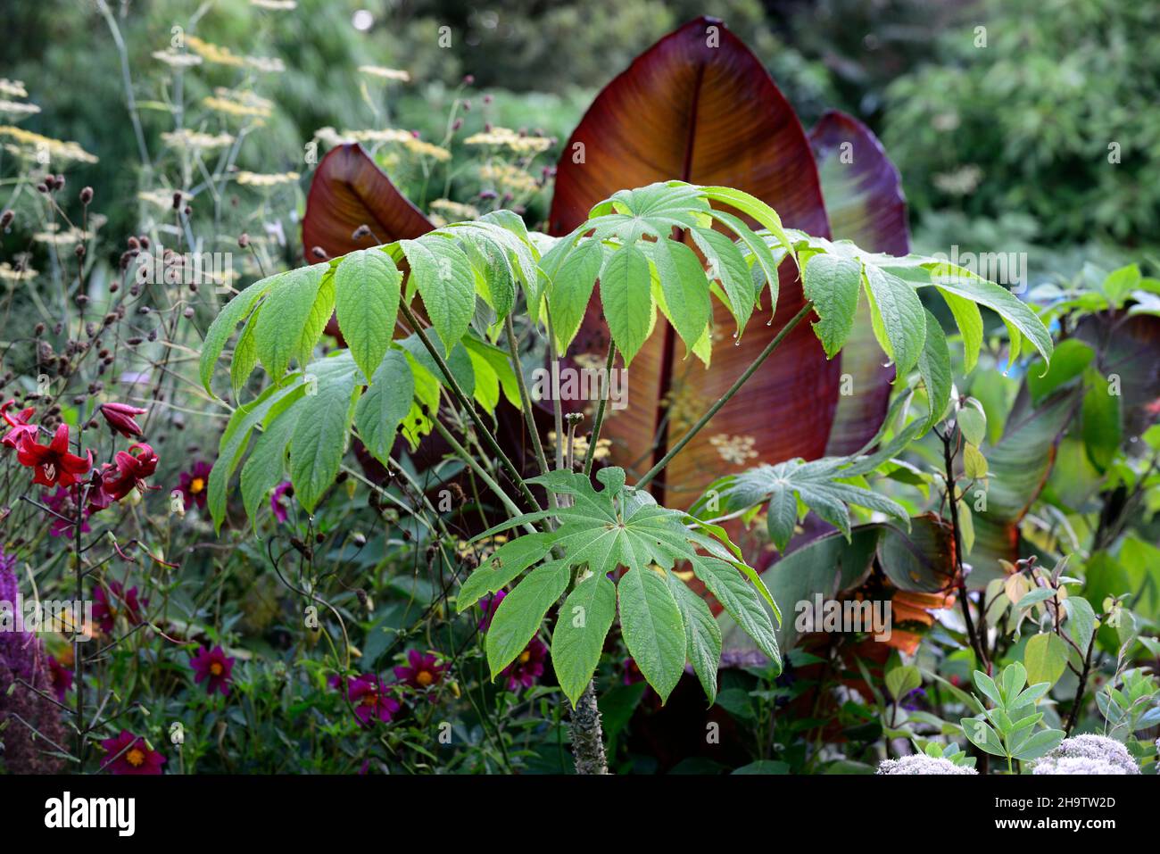 Brassiopsis mitis,Araliaceae,feuilles,vertes,feuillage,tropical,exotique,plante,Ensete ventricosum Maurelii,banane éthiopienne,banane abyssinienne,banane rouge,mus Banque D'Images