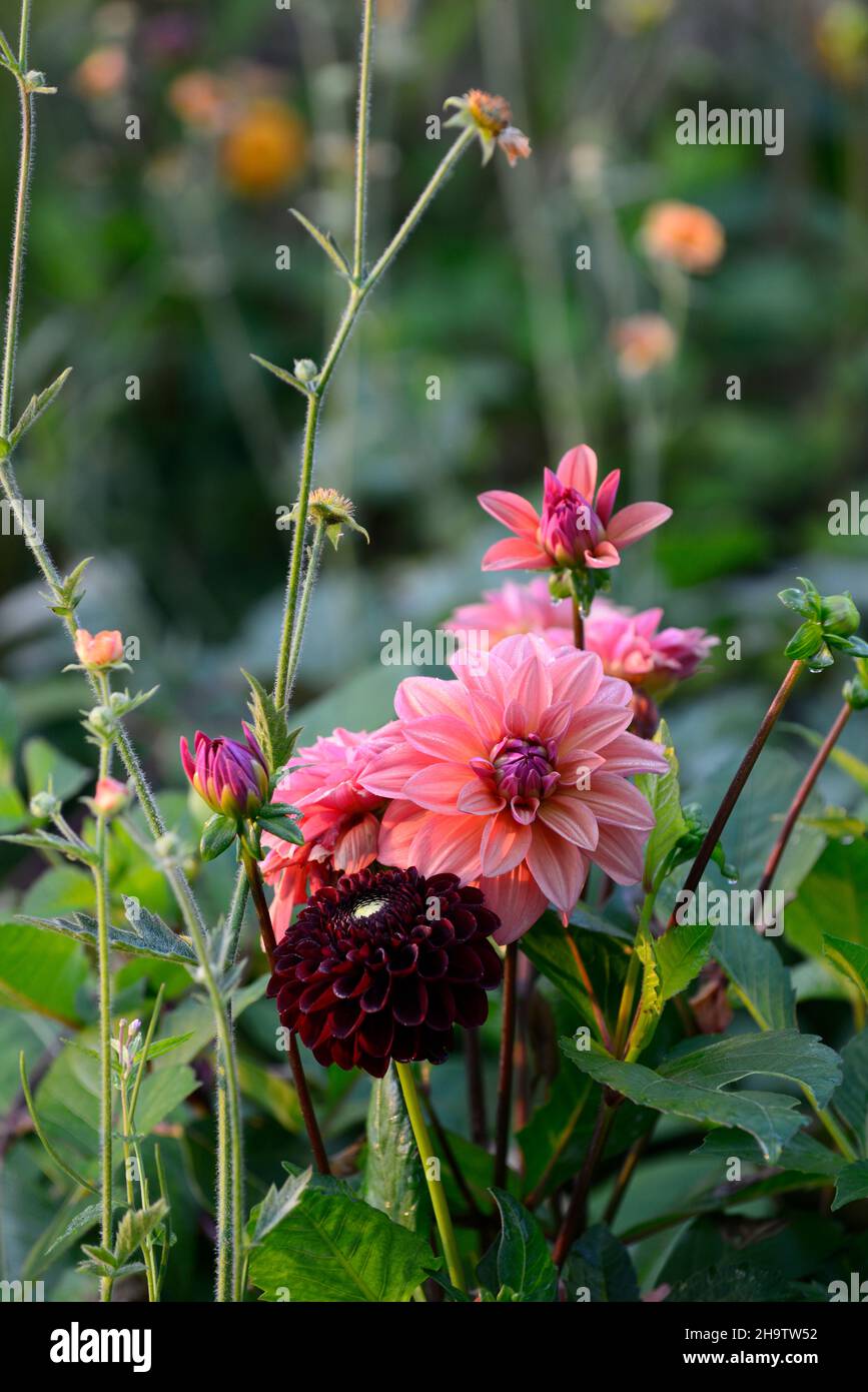 Dahlia American Dawn,saumon rose pêche abricot fleurs,floraison,fleur,jardin,jardins,florissant,RM Floral Banque D'Images