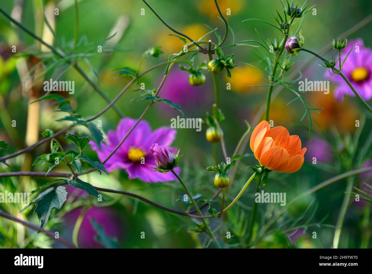 dahlia coccinea orange plantule,cosmos fascination,orange et pourpre  fleurs,fleur,fleurs,annuel et vivace,annuals et vivaces,couleur frappante  Photo Stock - Alamy