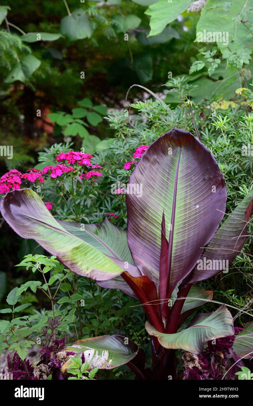 dianthus barbatus oeschberg,doux william,fleurs rouges pourpres,Ensete ventricosum Maurelii,banane éthiopienne,banane abyssinienne,banane rouge,fleur,fleur,flower Banque D'Images