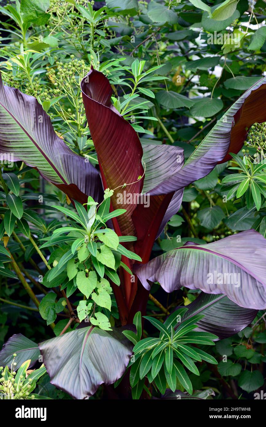 Ensete ventricosum Maurelii,banane éthiopienne,banane abyssinienne,banane rouge,fleur,floraison,schéma de plantation mixte,schéma de plantation inhabituel,plan inhabituel Banque D'Images