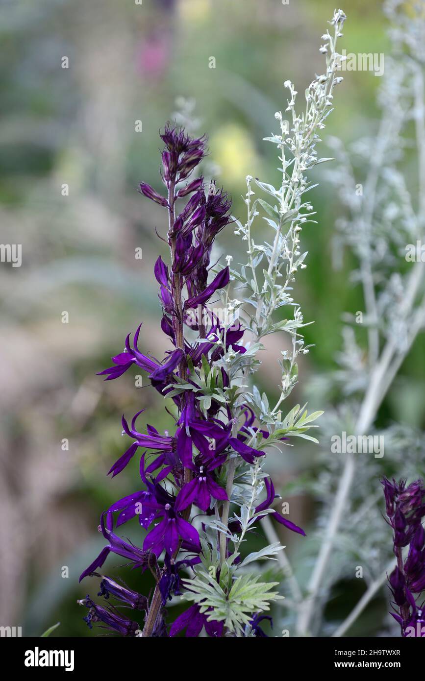 Lobelia x speciosa Tania,artemisia ludoviciana,Lobelia et artemisia ludoviciana,fleurs violettes,fleurs,fleurs,fleurs,fleurs,lobélias,vivaces,jardin,jardins,RM Banque D'Images