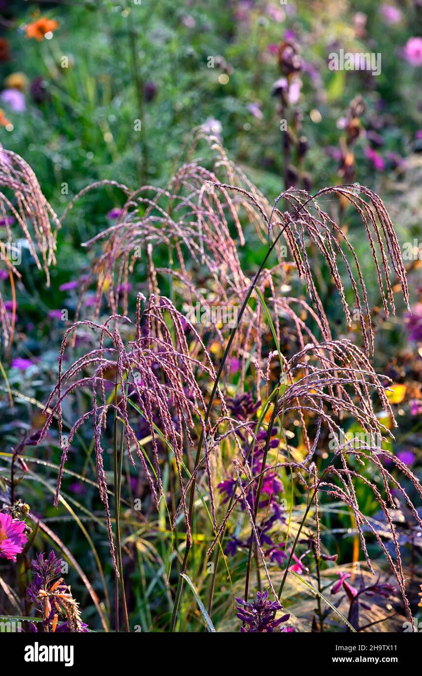 Miscanthus nepalensis durcis forme, soyeux or têtes de fleurs teintées, peluches têtes de graines dorées, herbe, graminées, herbe vivace, graminées vivaces, bordure mixte, Banque D'Images