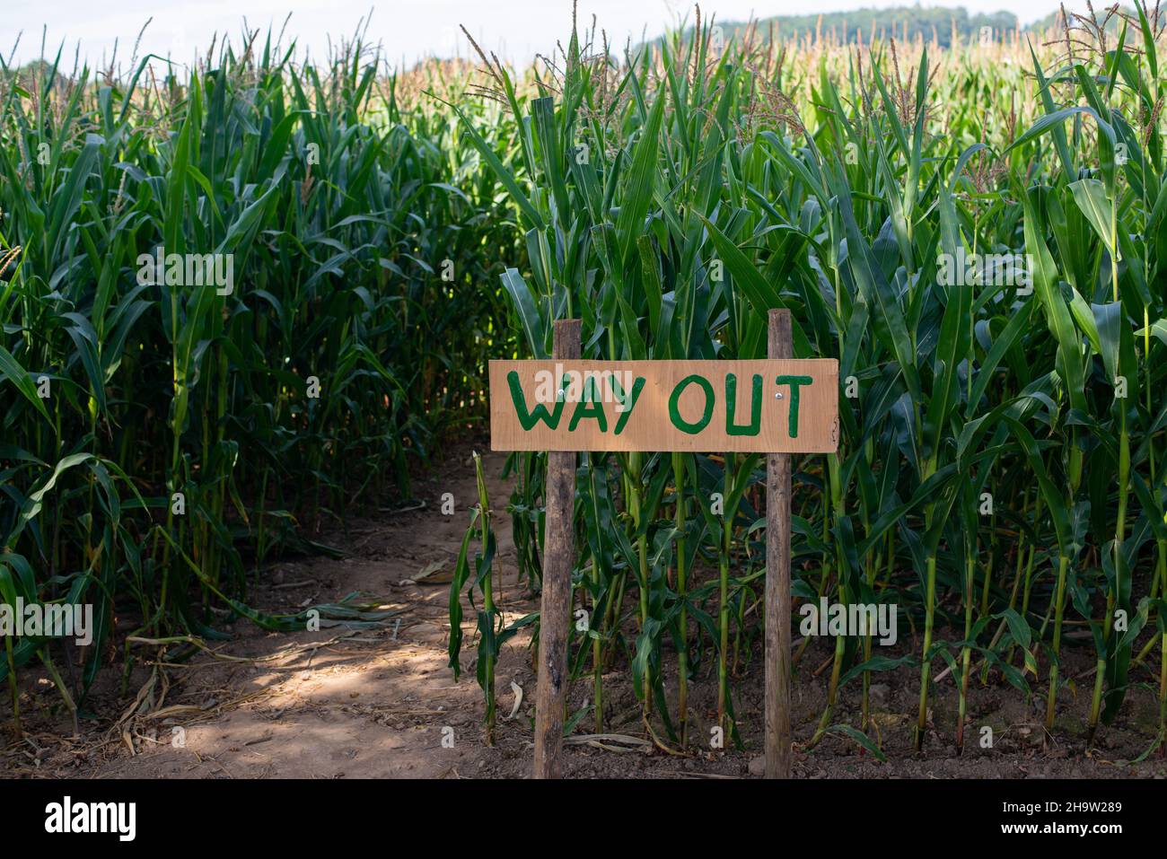 Le chemin de sortie d'un labyrinthe de maïs, avec un grand panneau de "sortie" en bois. Banque D'Images