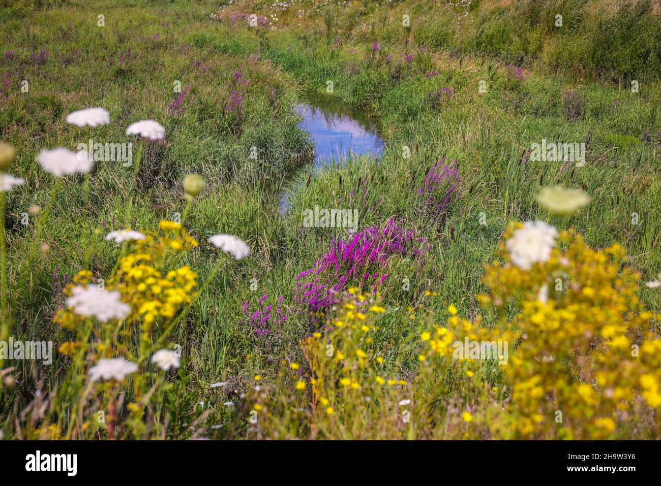 '26.07.2021, Allemagne, Rhénanie-du-Nord-Westphalie, Bottrop - Renaturalisé Boye, le affluent de l'Emscher, a été transformé en un lieu d'eau presque naturel Banque D'Images