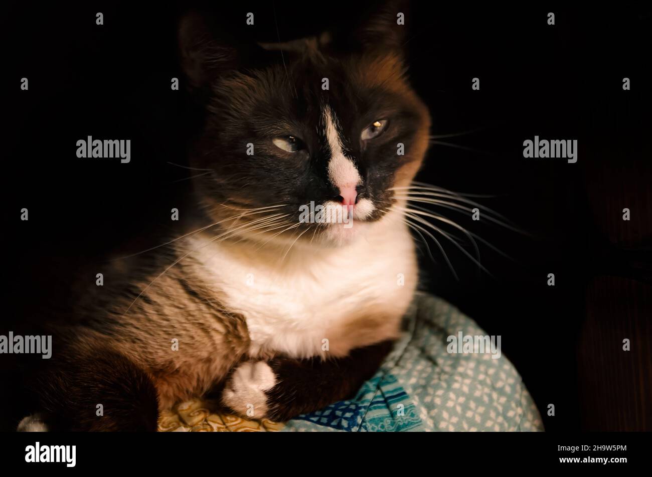 Twinkie, un chat siamois, pose sur un lit, 7 février 2017, à Coden, Alabama. Banque D'Images
