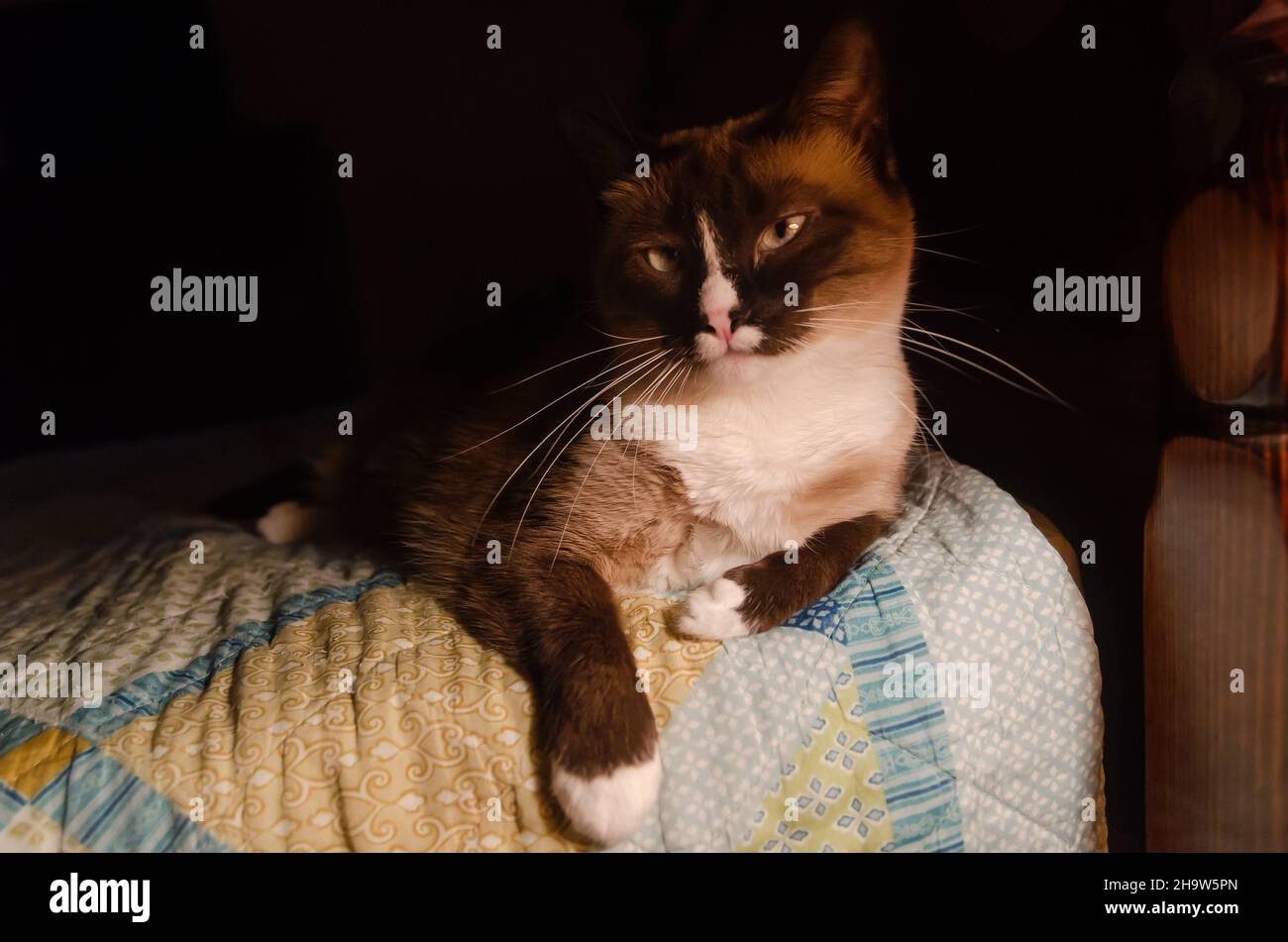 Twinkie, un chat siamois, pose sur un lit, 7 février 2017, à Coden, Alabama. Banque D'Images