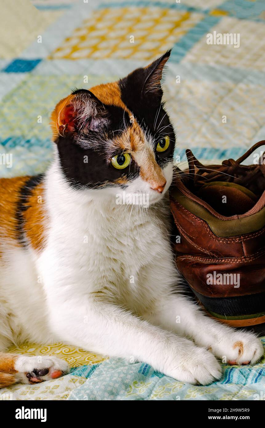 Citrouille, un chat calico, joue avec les chaussures de son propriétaire, 29 avril 2017. Les chats sont souvent attirés par les chaussures parce qu'ils conservent l'odeur du propriétaire. Banque D'Images