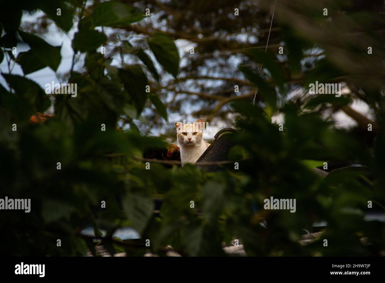 Goias, Brésil – 8 décembre 2021 : un chat mignon sur le toit de la maison, vu parmi les feuilles d'un arbre. Banque D'Images