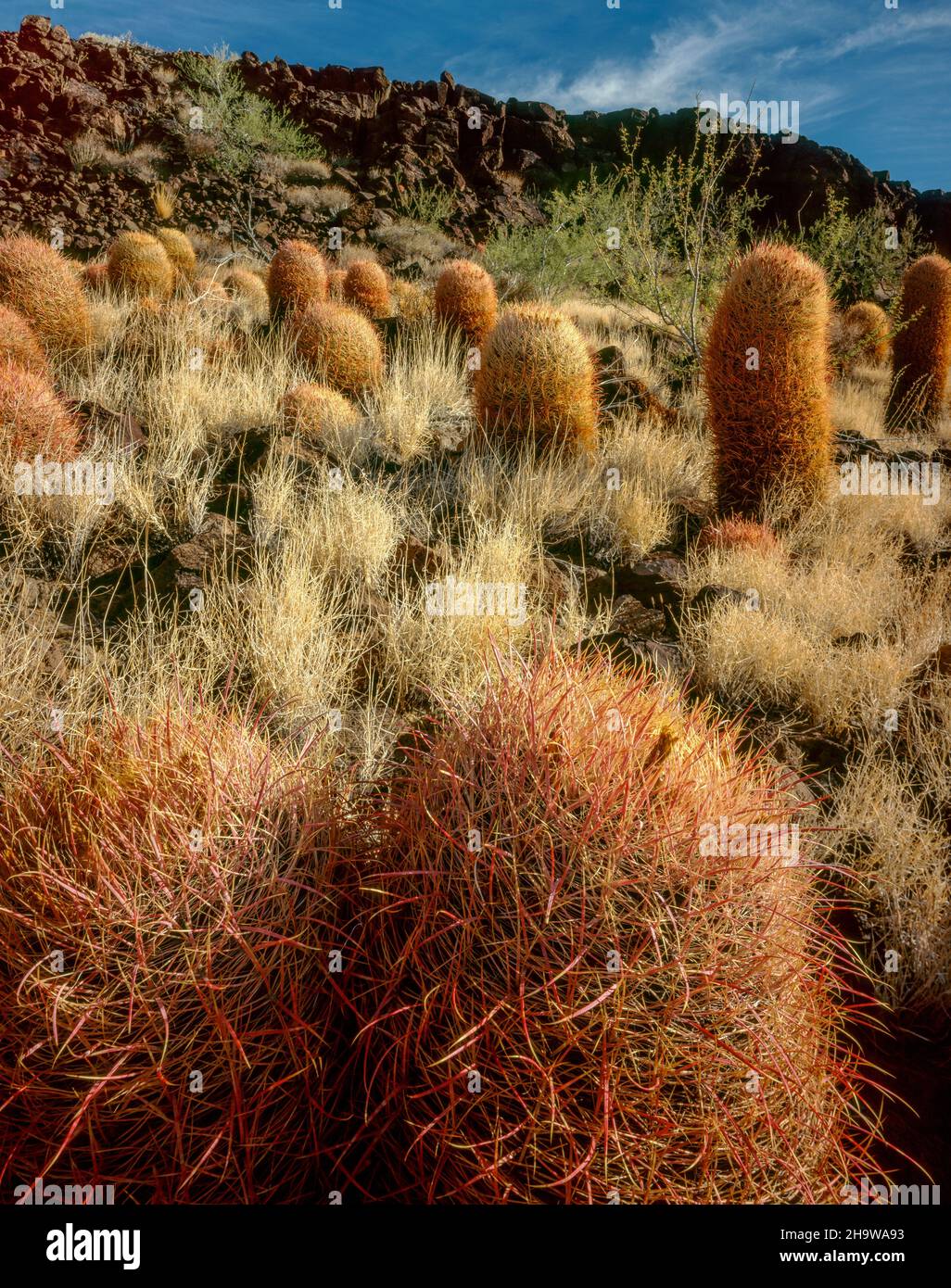 Cottontops, Echinocactus polycephalus, Woods Mountains, réserve nationale de Mojave, Californie Banque D'Images