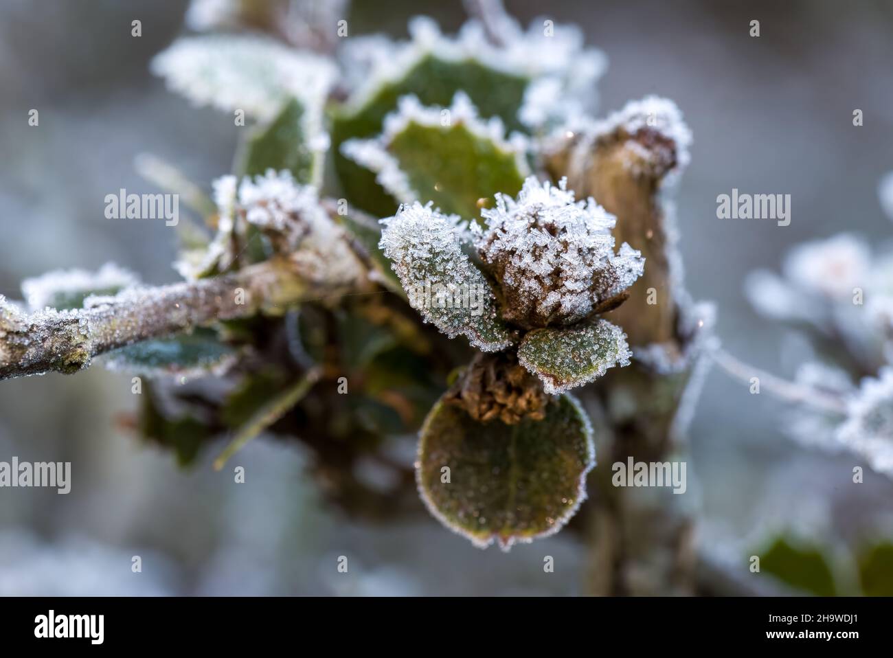 Faire un brindille sur une plante congelée, macro, gros plan. Banque D'Images