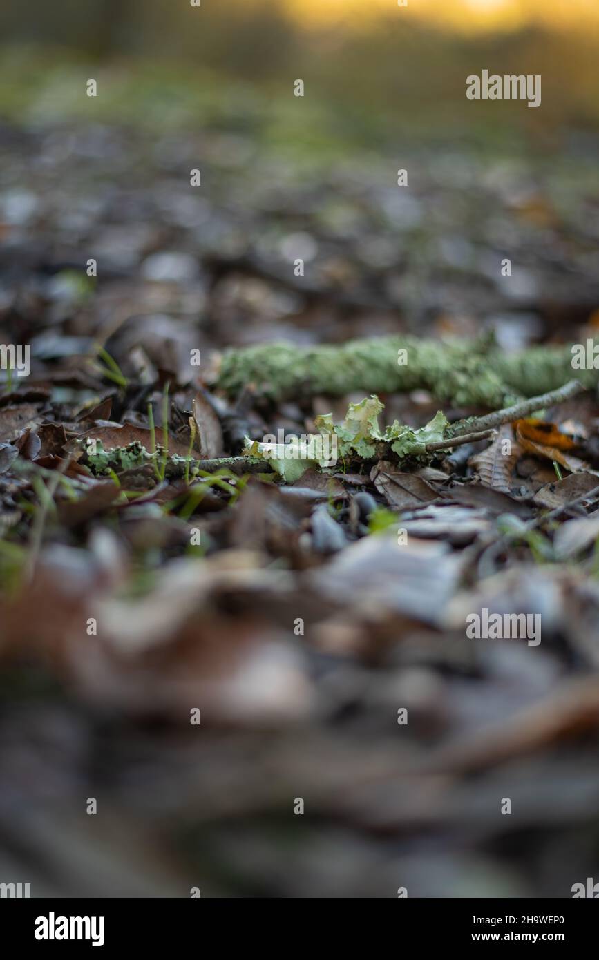 Lichen cultivé sur une branche sèche sur un lit de feuilles. Banque D'Images