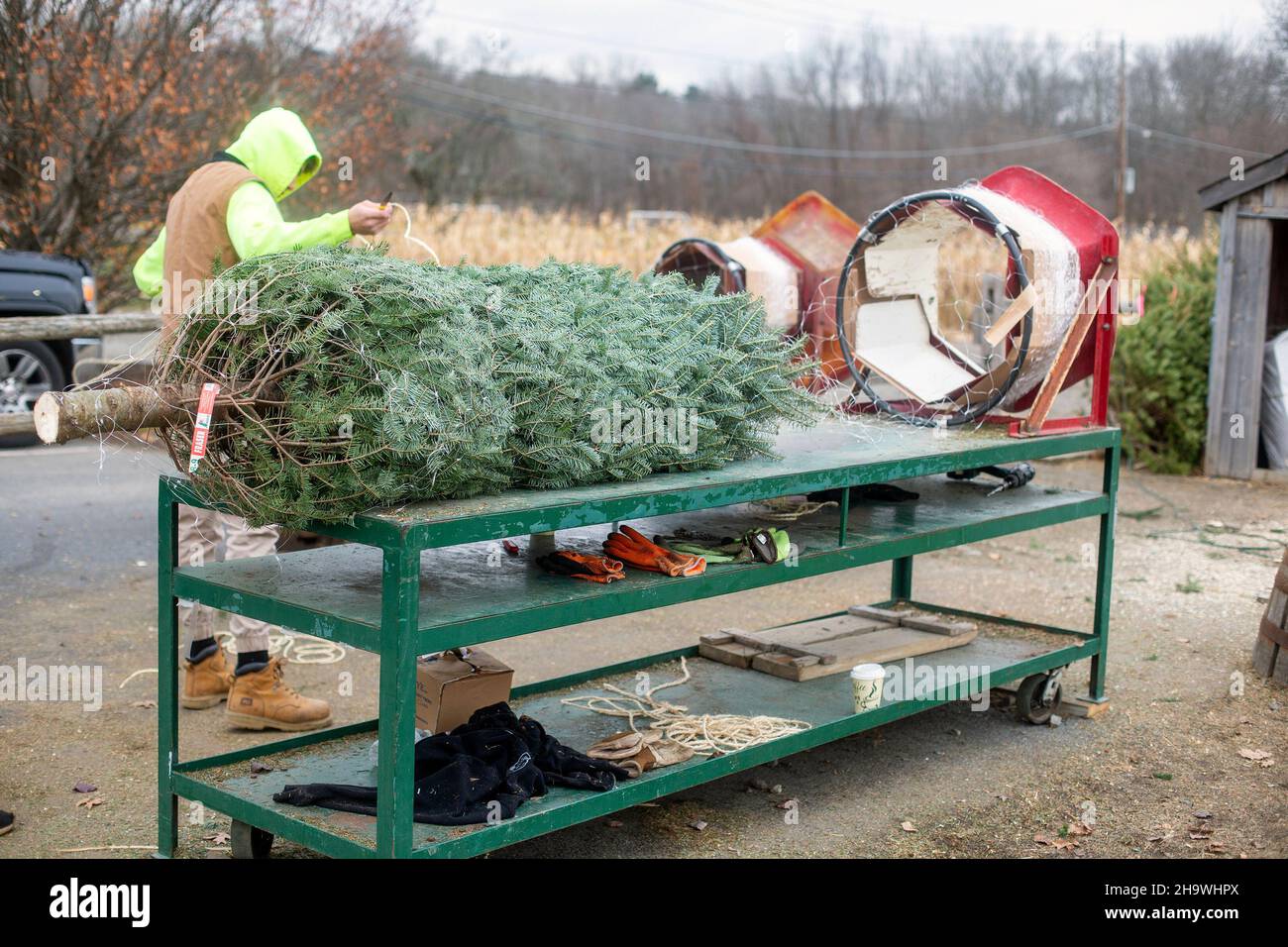 Employé préparant un arbre de Noël pour un client Banque D'Images