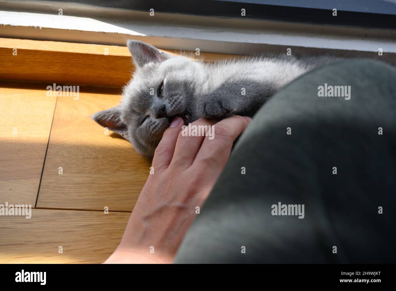 Chaton piquant le doigt d'une personne, Blue British Shorthair chat jouant avec le propriétaire, chat espiègle allongé sur un plancher en bois dans une chambre près de la fenêtre. Banque D'Images