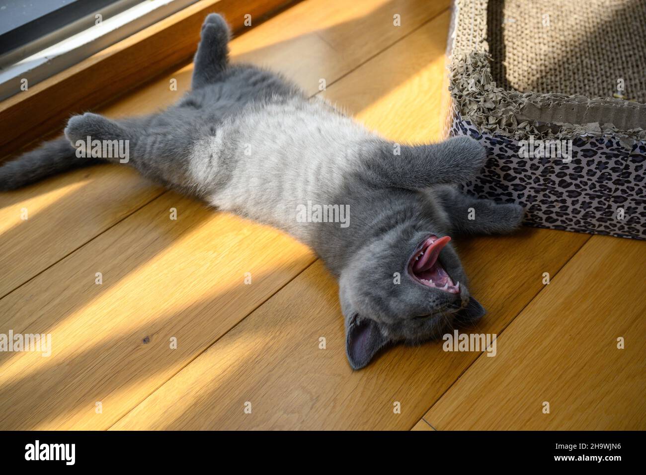 Le chat est bâillonne avec la langue et les dents visibles, semble très mignon et drôle.Blue British Shorthair Kitten dormir confortablement sur le plancher en bois dans le Banque D'Images