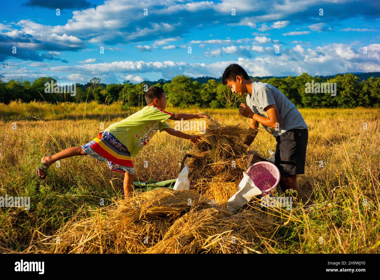 Comme le soleil est de mettre les enfants faire leur lumière après les corvées d'école, qui aujourd'hui est de charger un chariot avec le riz récolté à prendre à la cabane de traitement sur t Banque D'Images