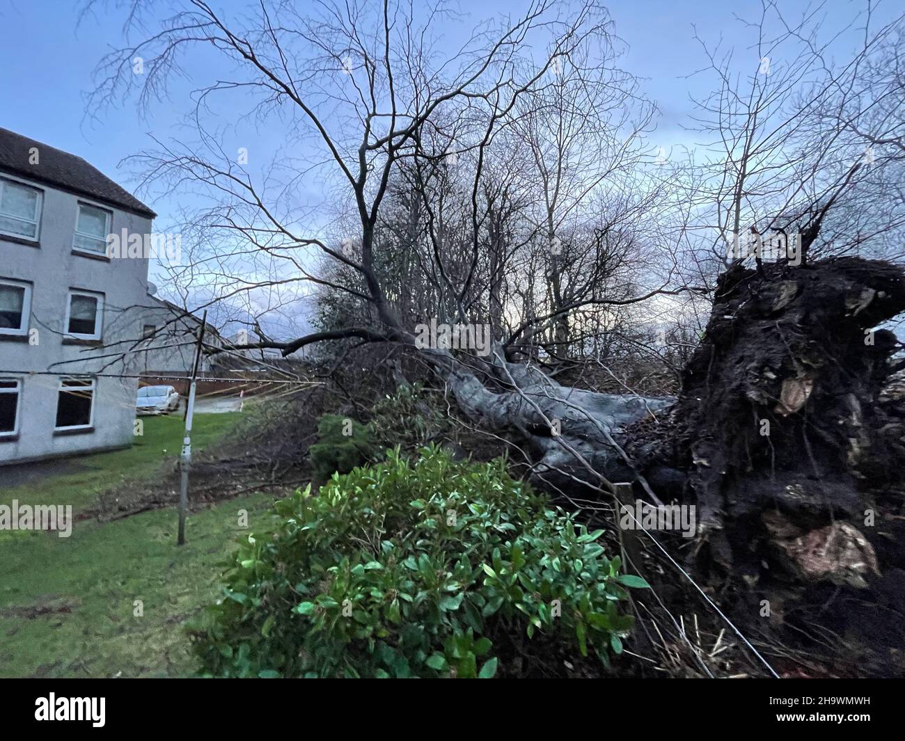 Aberdeen, Grande-Bretagne.8th décembre 2021.Un arbre tombe à la suite de la tempête Barra à Aberdeen, en Écosse, en Grande-Bretagne, le 8 décembre 2021.Storm Barra est arrivé à peine 10 jours après que Storm Arwen ait causé des perturbations et trois morts dans toute la Grande-Bretagne.Le Premier ministre britannique Boris Johnson a déclaré mardi que le pays doit « tirer les leçons de l'avenir » et se préparer à d'autres tempêtes aussi dommageables qu'Arwen et Barra.Credit: Liu Ning/Xinhua/Alay Live News Banque D'Images