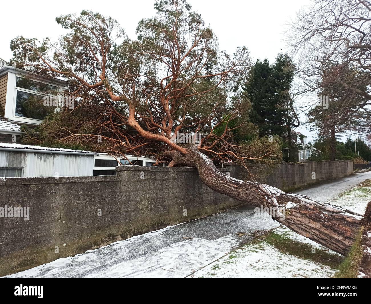 Aberdeen.9th décembre 2021.Un arbre tombe à la suite de la tempête Barra à Aberdeen, en Écosse, en Grande-Bretagne, le 8 décembre 2021.Storm Barra est arrivé à peine 10 jours après que Storm Arwen ait causé des perturbations et trois morts dans toute la Grande-Bretagne.Le Premier ministre britannique Boris Johnson a déclaré mardi que le pays doit « tirer les leçons de l'avenir » et se préparer à d'autres tempêtes aussi dommageables qu'Arwen et Barra.Credit: Xinhua/Alay Live News Banque D'Images