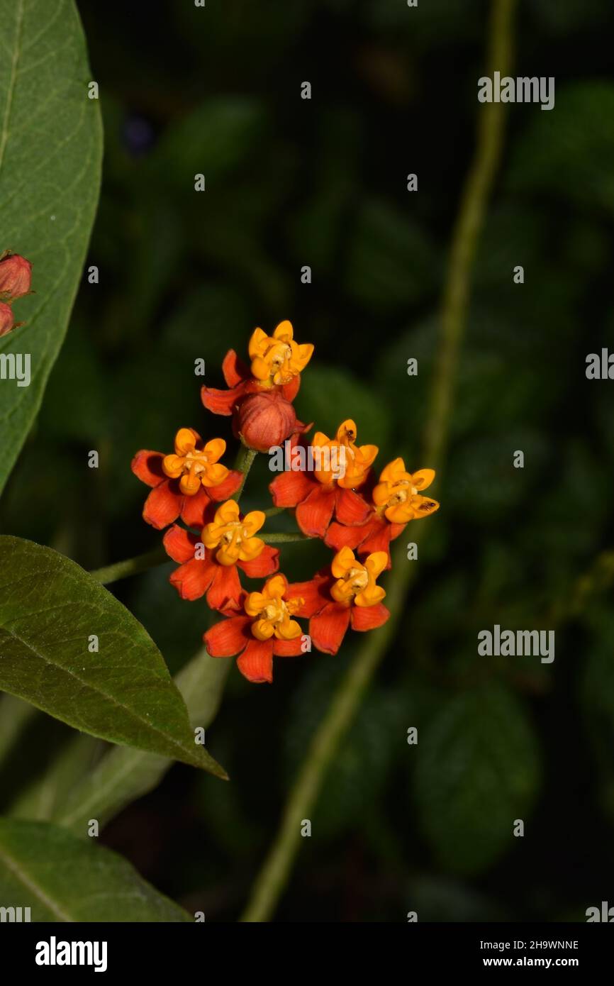 Fleur de milkaded scientifiquement connue sous le nom d'Asclepias curassica dans un jardin à Trinidad. Banque D'Images