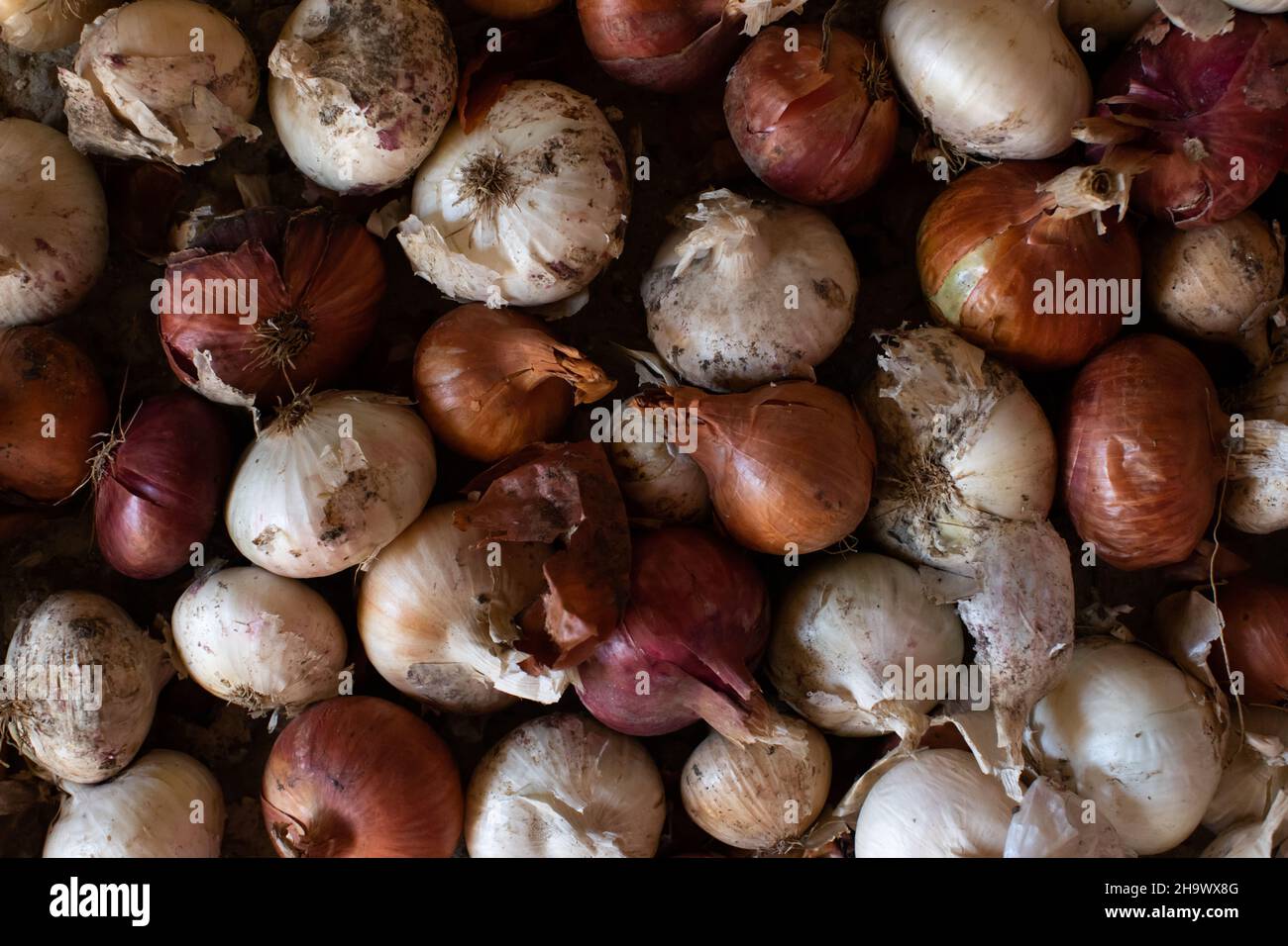 Un fond d'un grand nombre d'oignons colorés.Gros plan sur la récolte d'oignons.Vue de dessus.Pose à plat. Banque D'Images