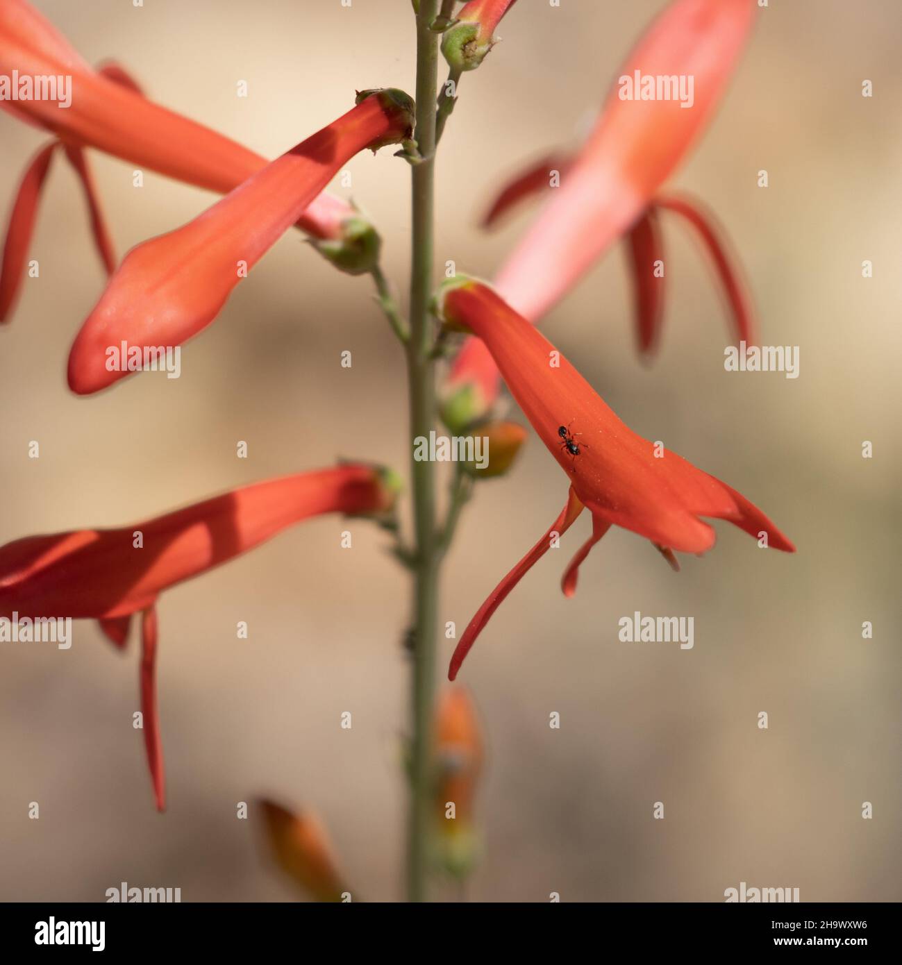 Race rouge à fleurs de San Gabriel Nearthread, Penstemon Labrosus, Plantaginaceae, herbe vivace indigène dans les montagnes de San Bernardino, été. Banque D'Images
