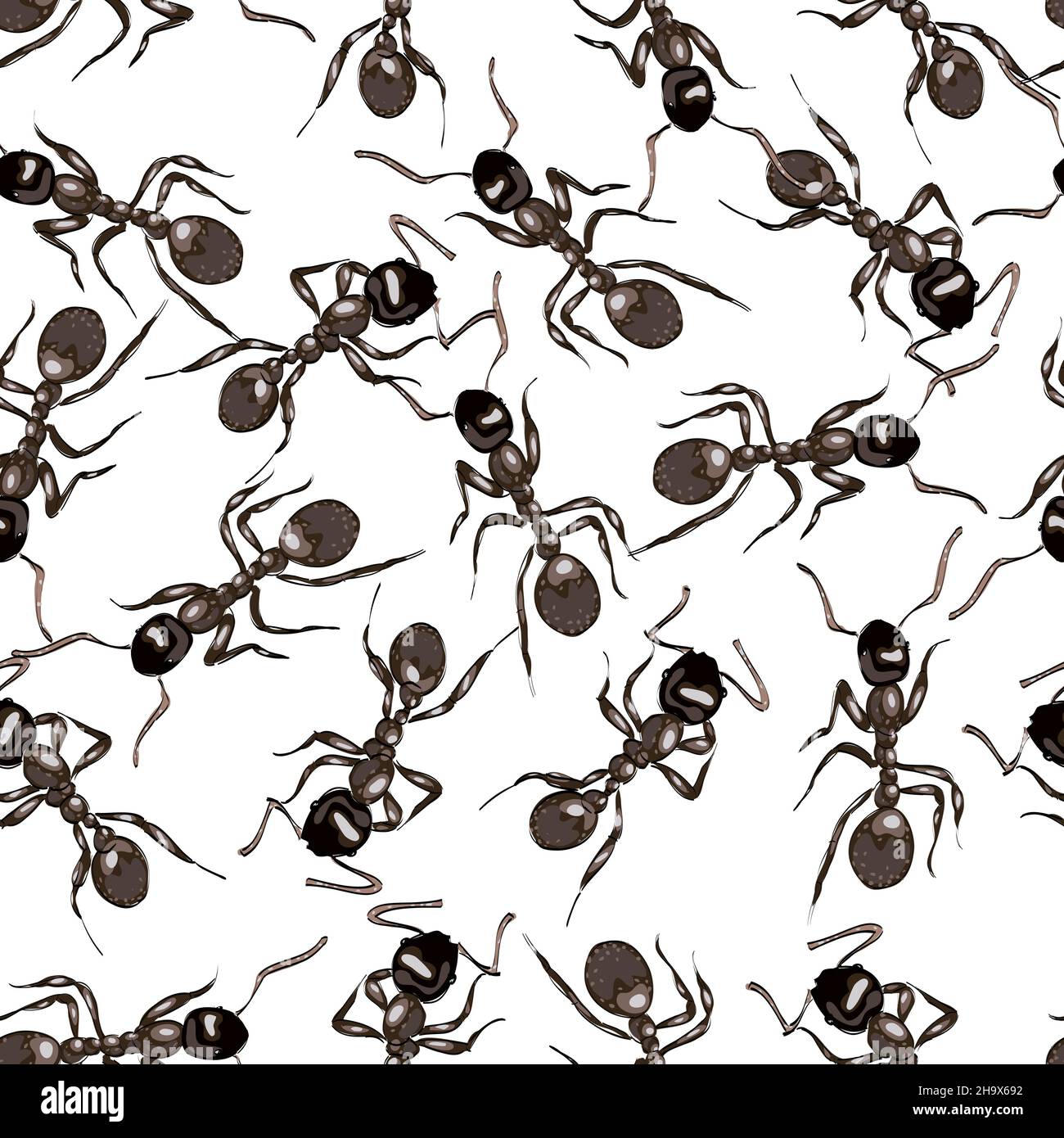Fourmis noir.Arrière-plan transparent.Illustration vectorielle. Illustration de Vecteur