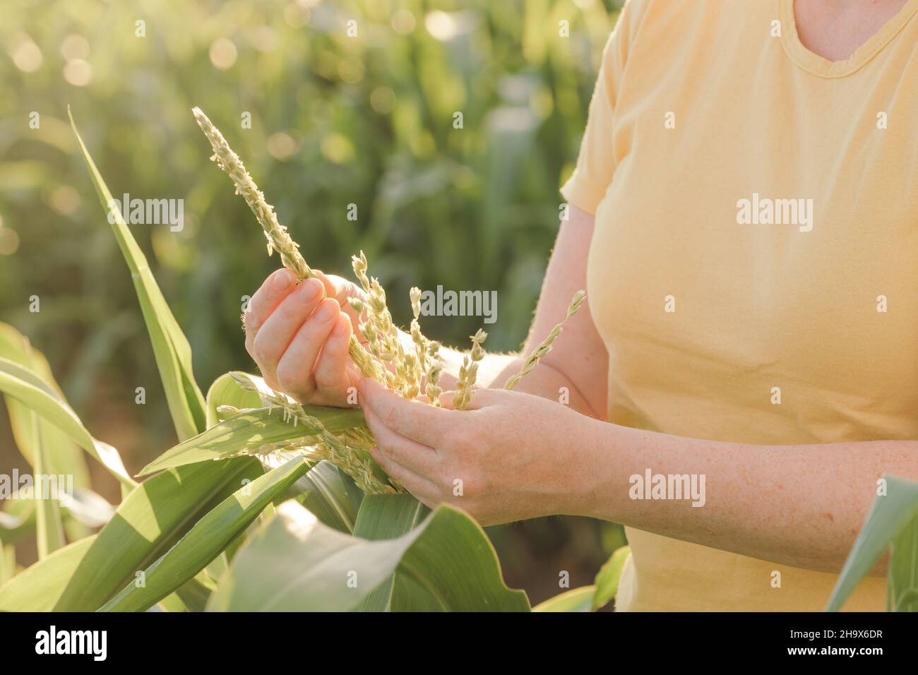 Une agricultrice inspecte la pampille de maïs dans un champ cultivé Banque D'Images