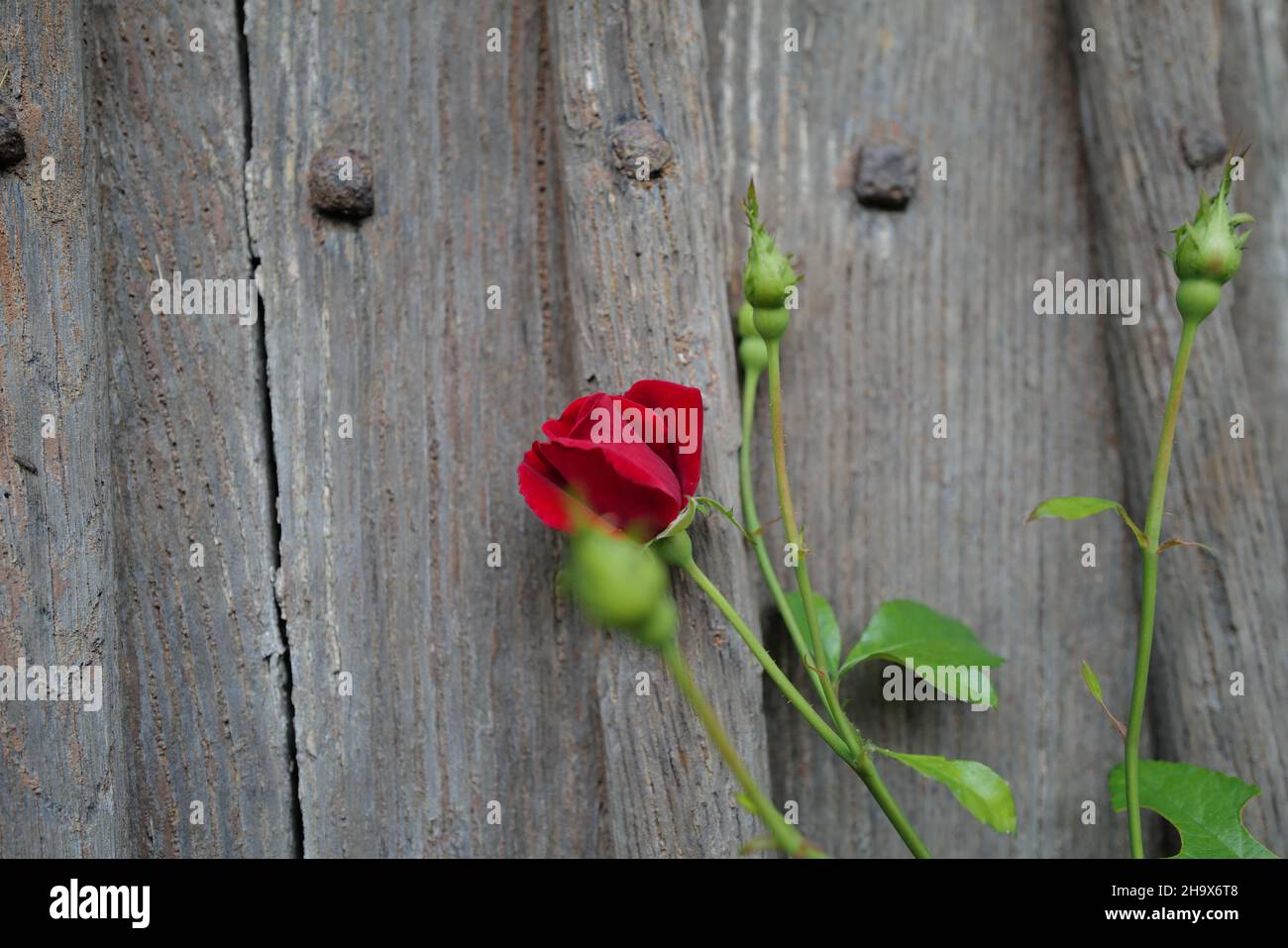 Belle rose rouge unique en velours en fleur avec des feuilles vertes fraîches et des boutons roses qui poussent sur du bois ancien et rugueux Banque D'Images