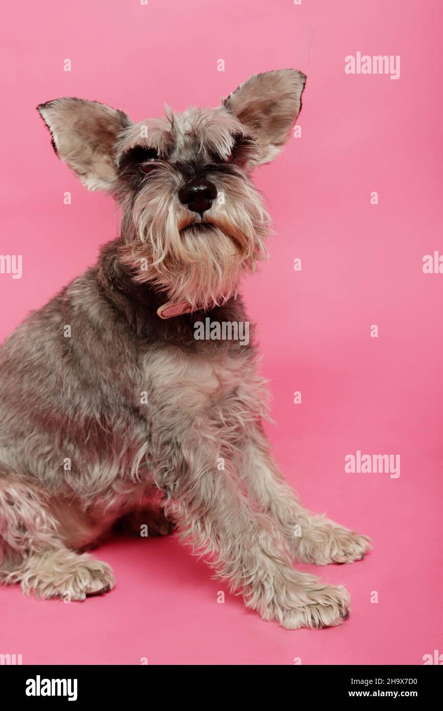 vieux chien gris schnauzer regardant l'appareil photo assis sur fond rose Banque D'Images