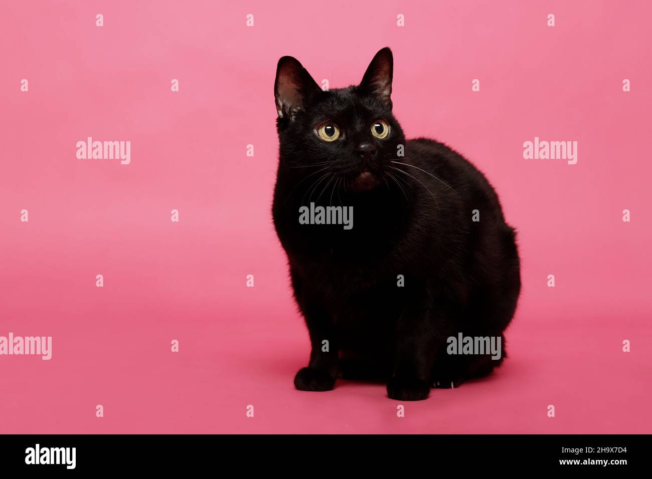 chat noir plus ancien en position d'alerte sur fond rose Banque D'Images