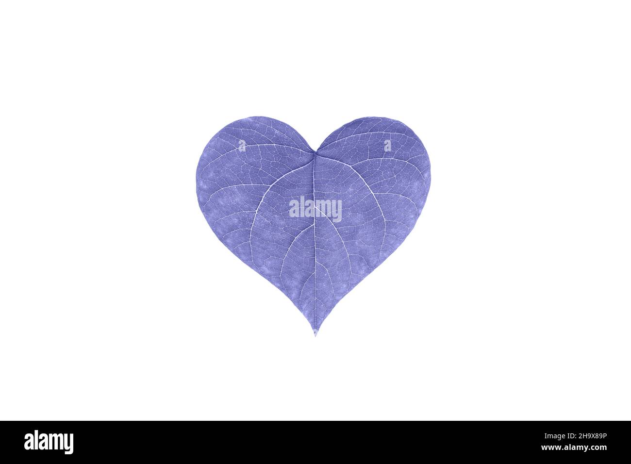 Les congés violets sont disposés en forme de coeur sur un fond blanc isolé.Le concept de l'amour pour la nature.Concept écologique, protection de la nature et de l'écologie.Tons en 2022 couleurs. Banque D'Images