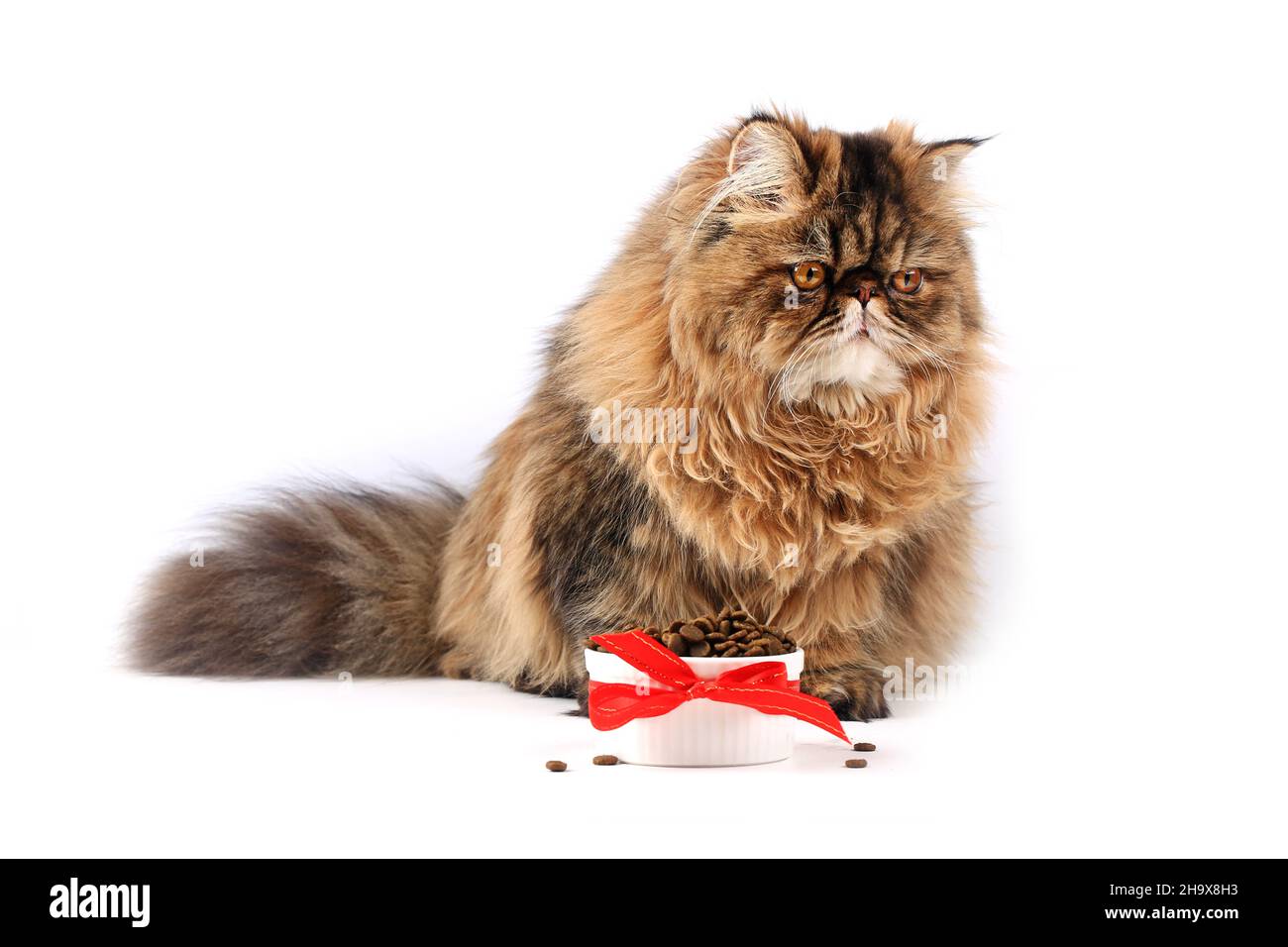 Chat Persan Banque D Images Detourees Page 3 Alamy Chat Persan Banque D Images Detourees Page 3 Alamy