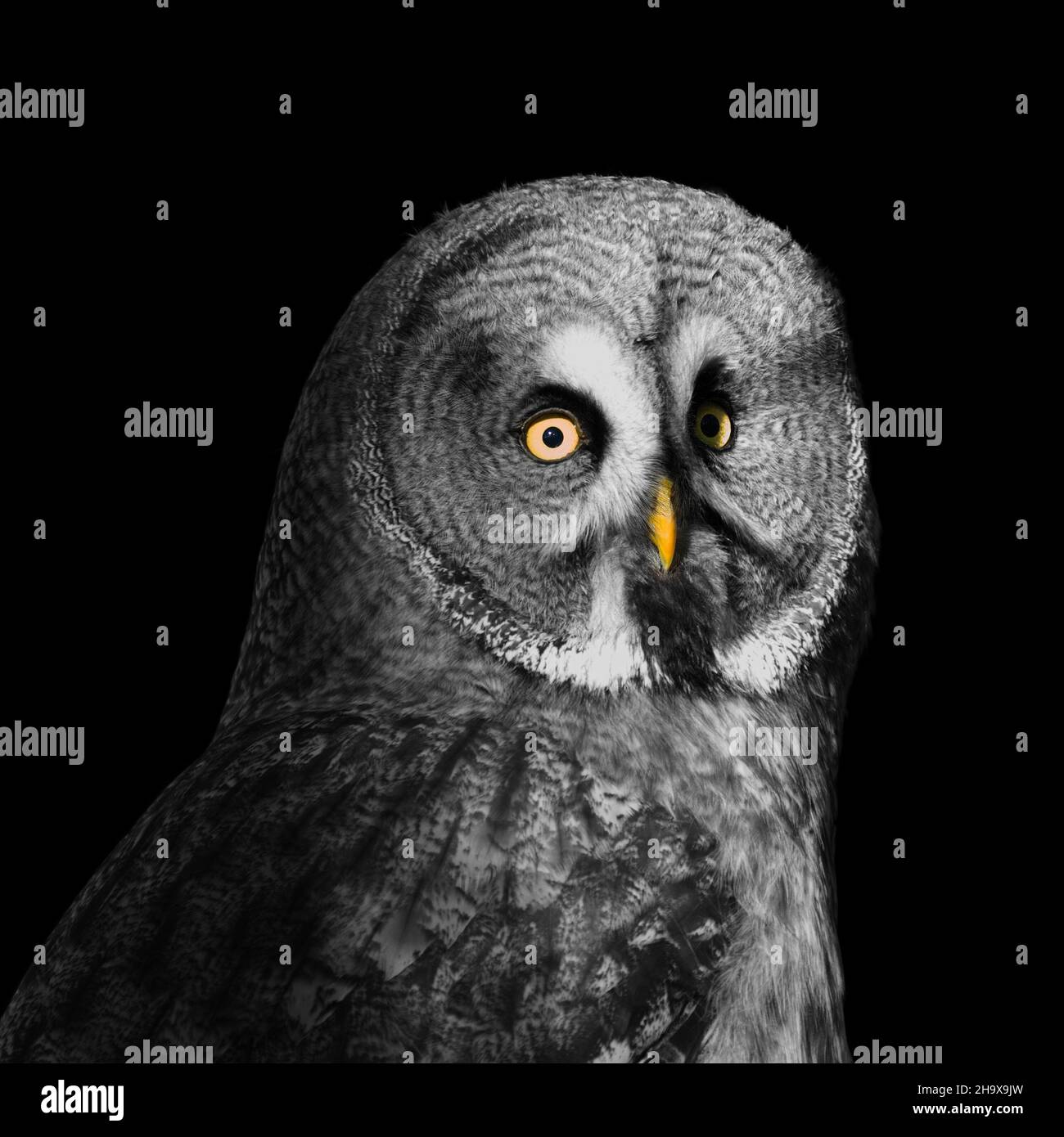 gros plan du grand hibou gris Banque D'Images