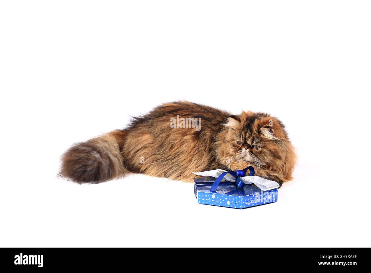 chat avec boîte cadeau isolée sur fond blanc. chat perse tricolore Banque D'Images