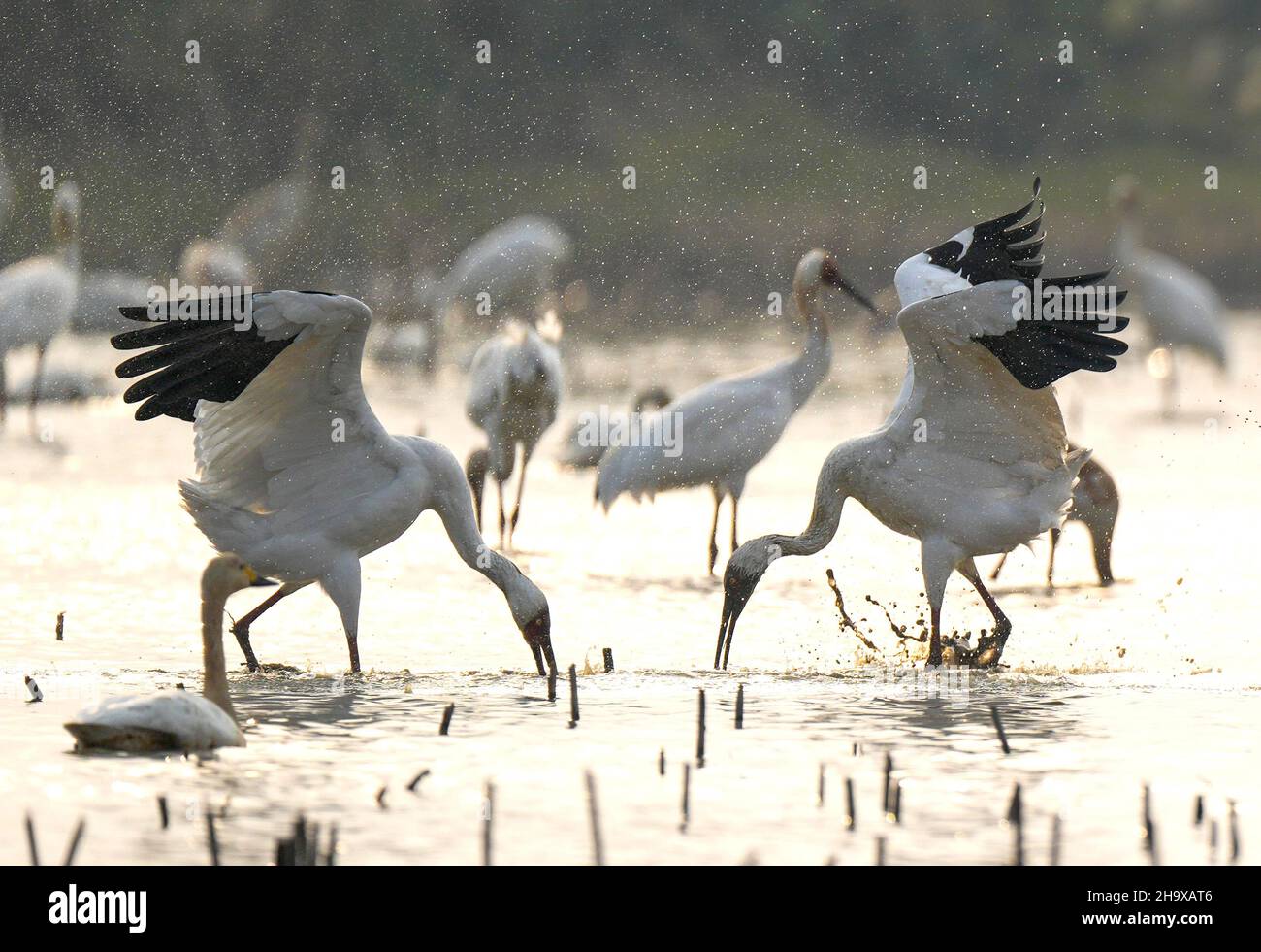 Nanchang, province chinoise du Jiangxi.8th décembre 2021.Des grues blanches sont vues dans la zone de conservation de la grue blanche de Wuxing, près du lac Poyang, à Nanchang, dans la province de Jiangxi, à l'est de la Chine, le 8 décembre 2021.De nombreux oiseaux migrateurs, y compris des grues blanches et des cygnes, sont arrivés dans les terres humides près du lac Poyang, ce qui en fait leur habitat d'hiver.Credit: Zhou mi/Xinhua/Alay Live News Banque D'Images