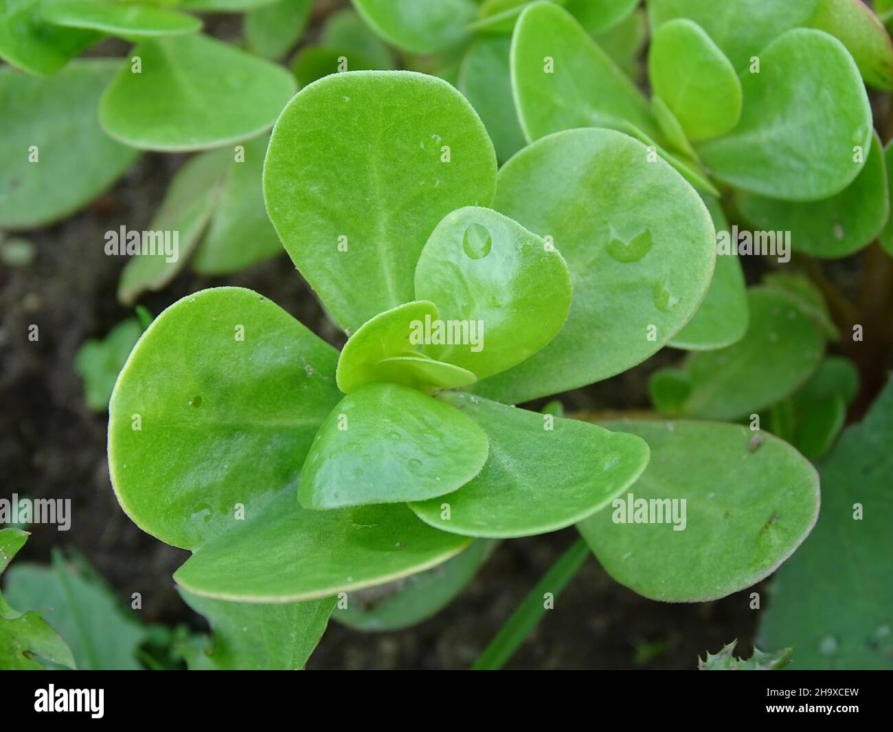 Gros plan van purslane (Portulaca oleracea) Banque D'Images