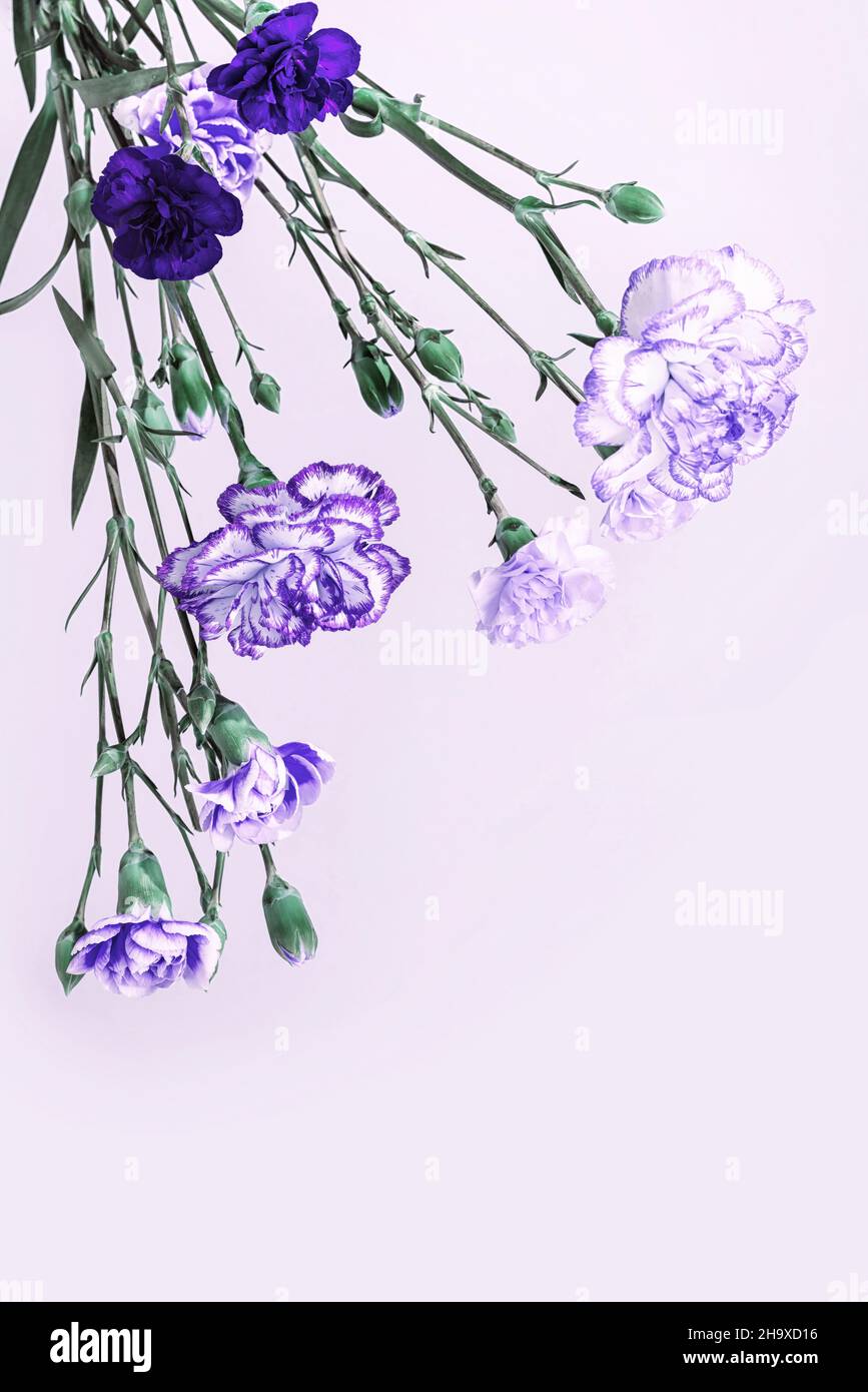 Bouquet d'œillets Dianthus bleus et violets variés. Banque D'Images