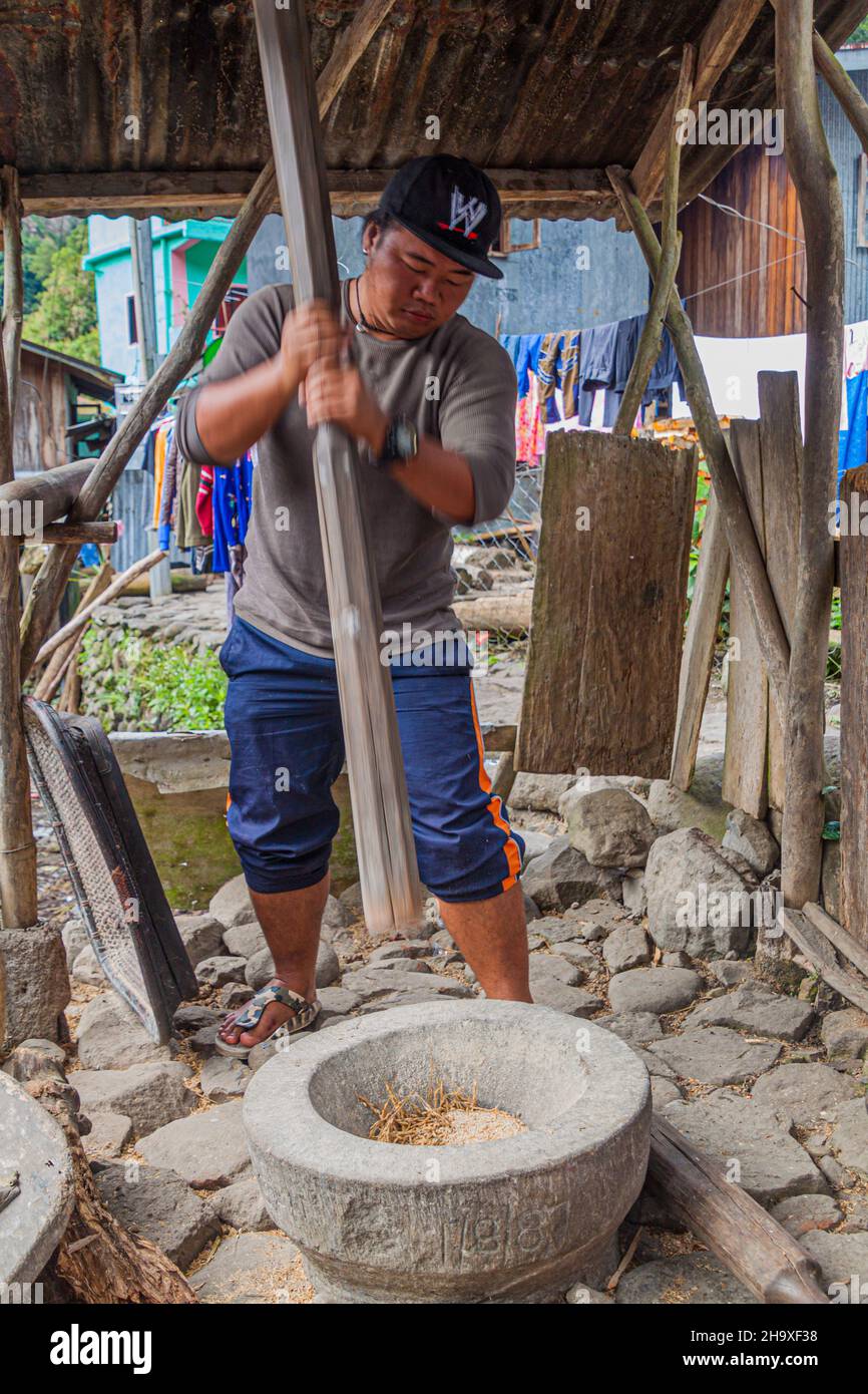 CAMBULO, PHILIPPINES - 22 JANVIER 2018 : un homme local qui récolte du riz dans le village de Cambulo, île de Luzon, Philippines Banque D'Images