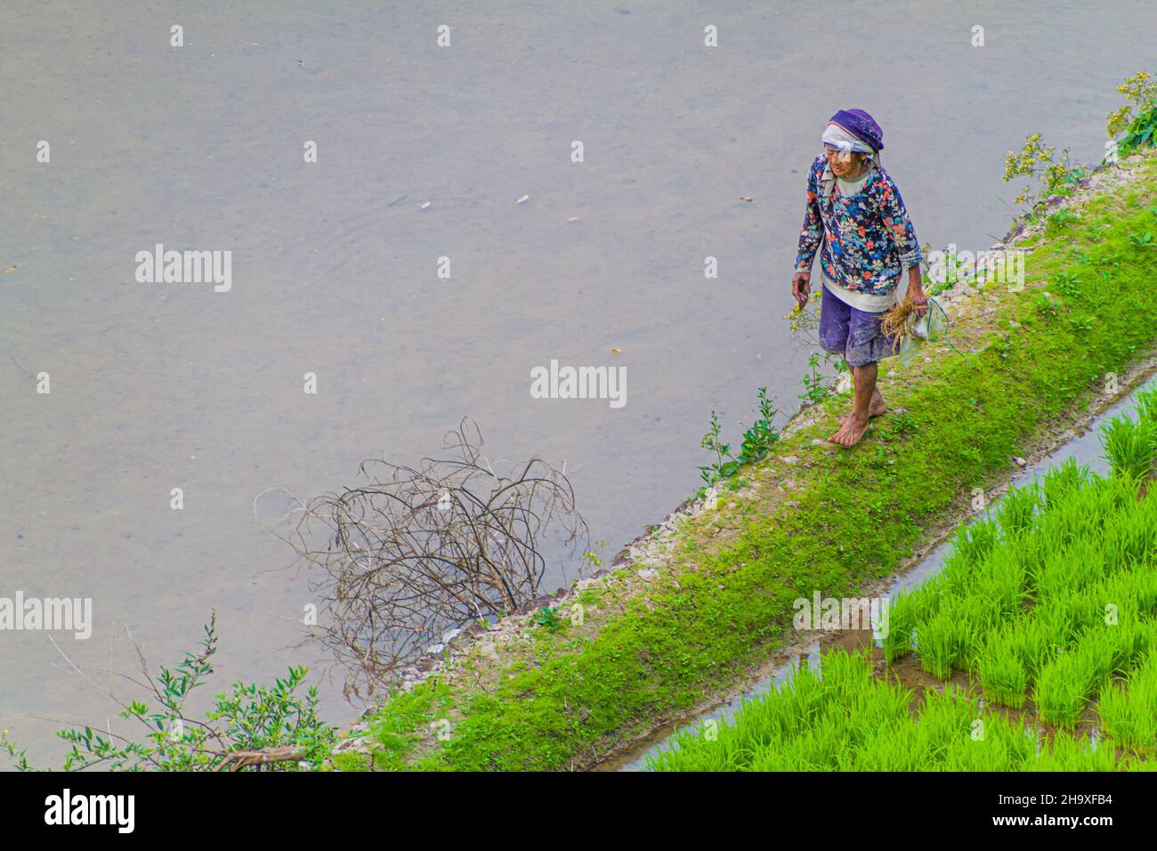 BATAD, PHILIPPINES - 22 JANVIER 2018 : une femme locale marche sur les terrasses de riz près du village de Batad, île de Luzon, Philippines Banque D'Images