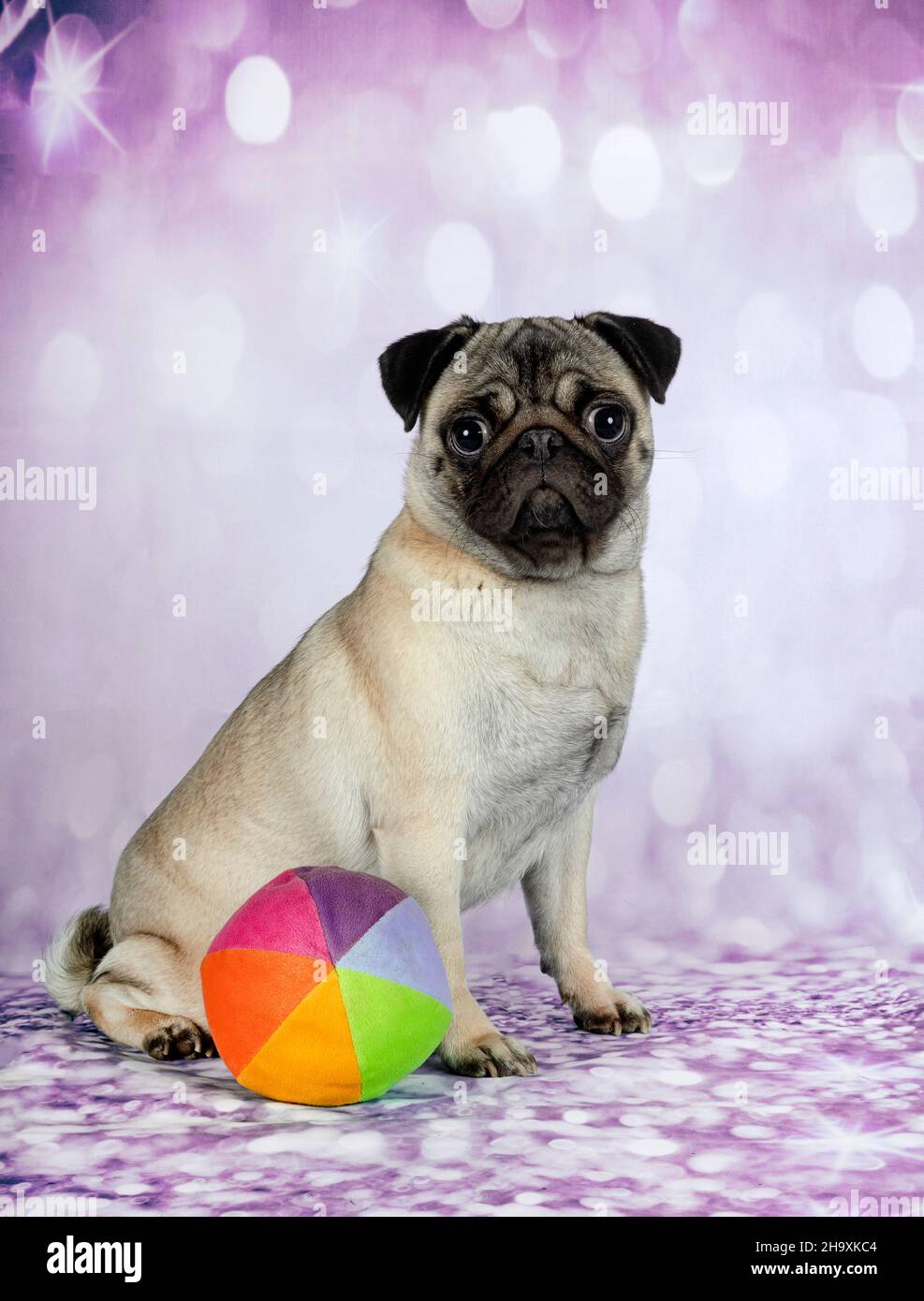 jeune pug sur fond bleu Banque D'Images