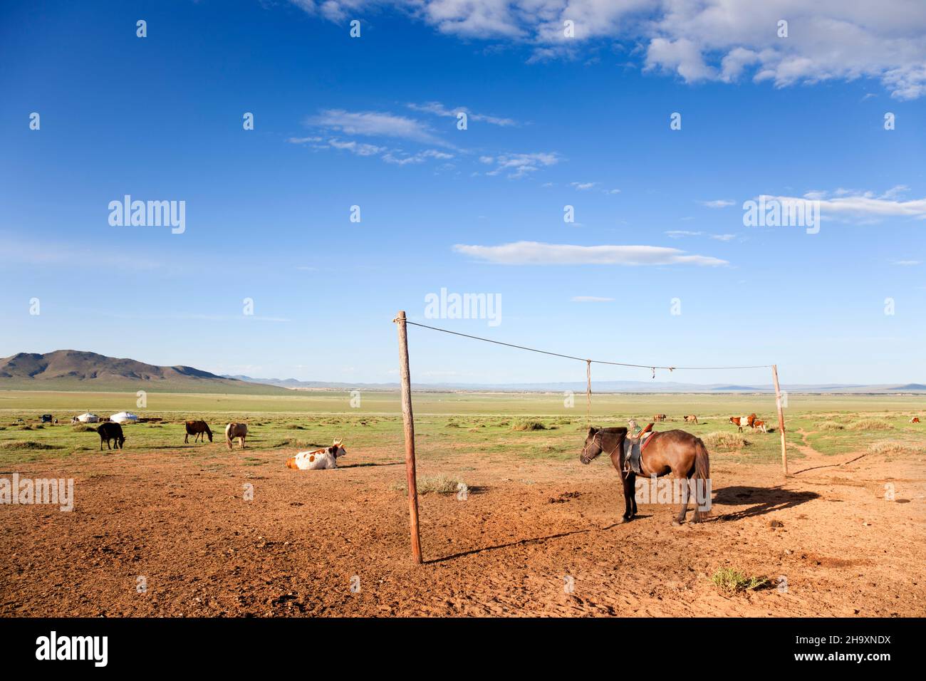 Bétail dans le désert de Gobi en Mongolie.Un cheval est attaché sur une corde Banque D'Images