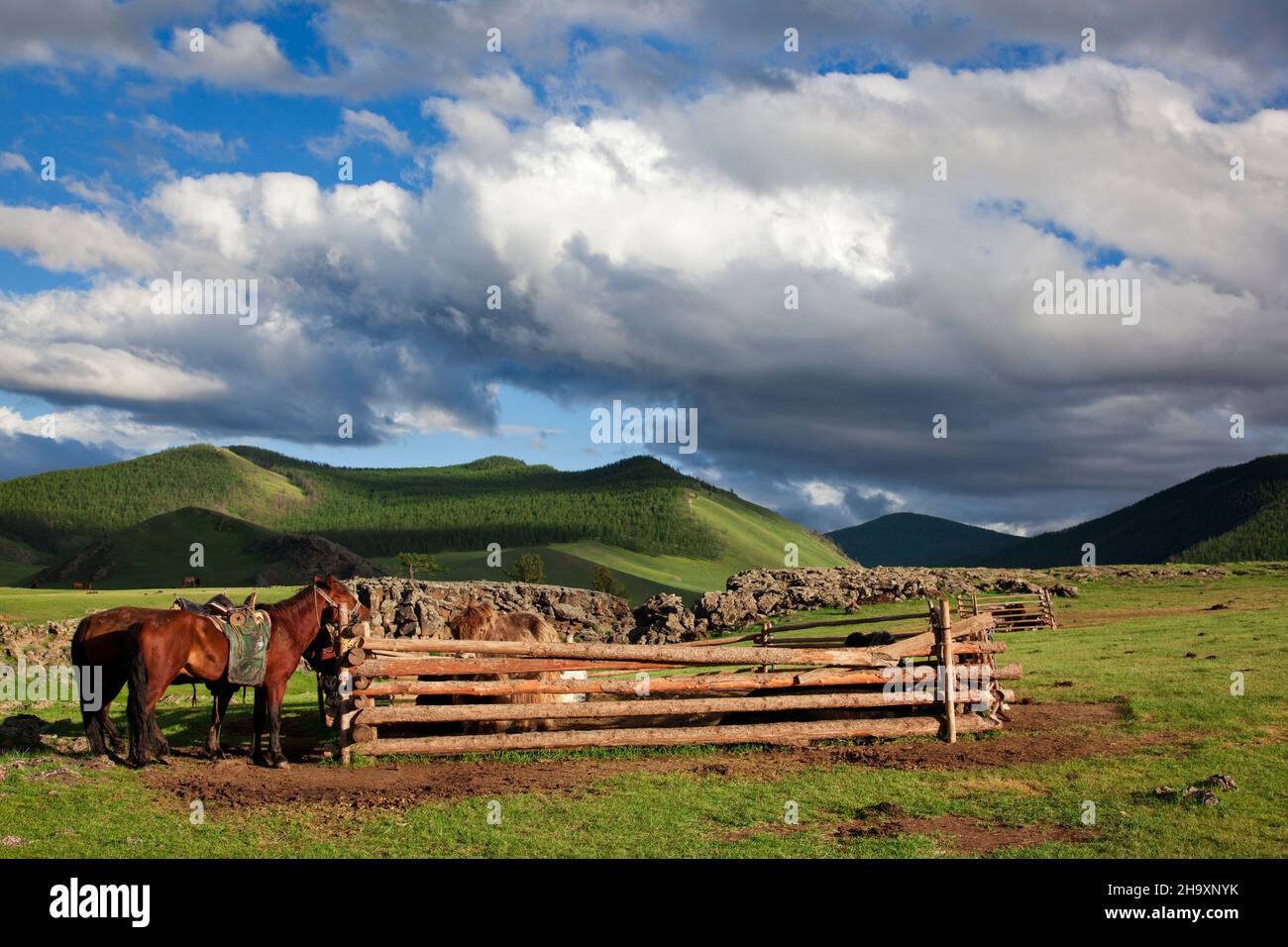 Une grange a fait ​​from des billes de bois pour les yaks d'une famille où ils ont attaché leurs chevaux mongole Banque D'Images