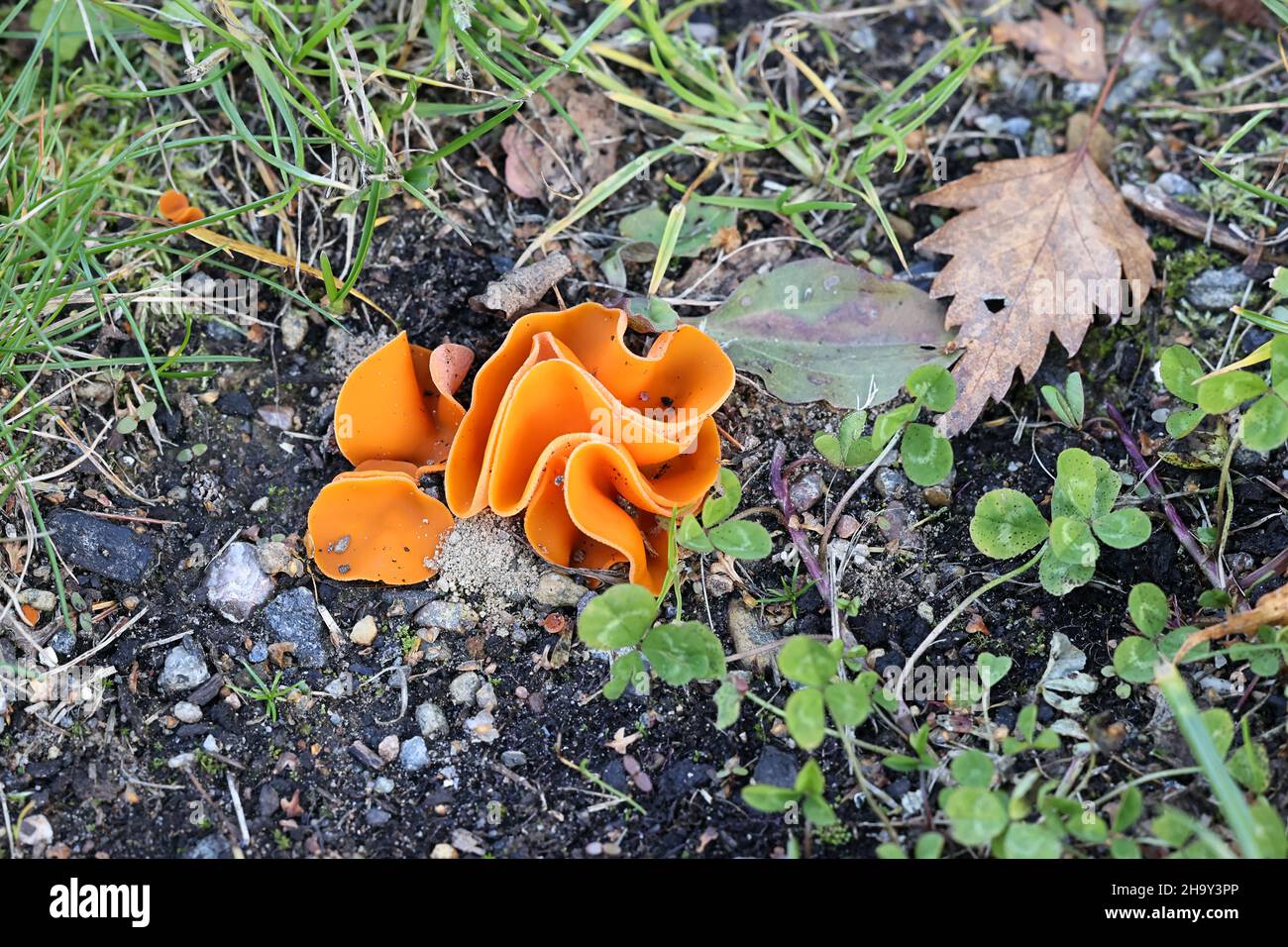 Aleuria aurantia, connue sous le nom de champignon de la coupe à zeste d'orange, champignon sauvage de Finlande Banque D'Images