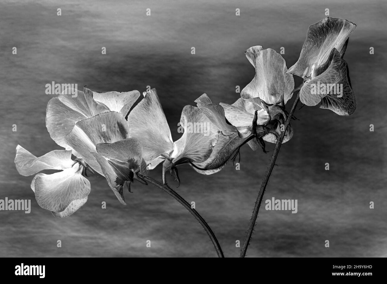 Petits pois noirs et blancs Banque D'Images